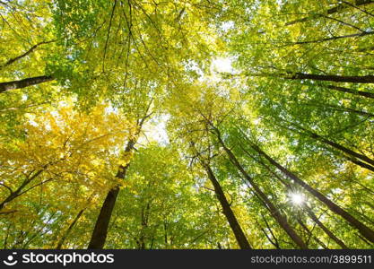 forest trees. nature green wood backgrounds