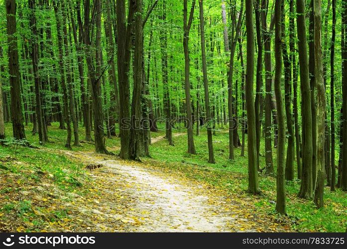 forest trees. nature green wood backgrounds