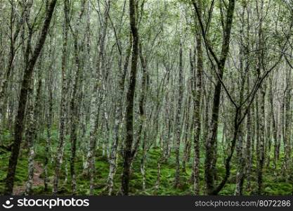 Forest trees. nature green wood backgrounds, Ireland