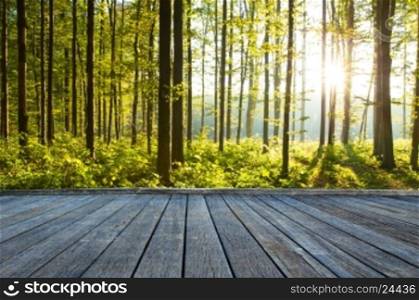 forest trees. nature green wood backgrounds&#xA;&#xA;