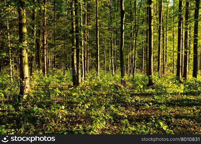 forest trees. nature green wood backgrounds&#xA;&#xA;