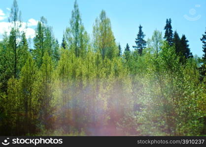 forest trees. nature green wood sunlight