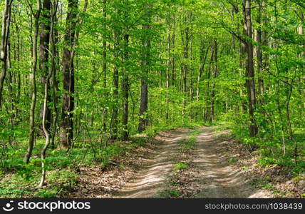 Forest trees. nature green wood sunlight backgrounds