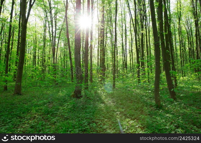 Forest trees. nature green wood sunlight backgrounds