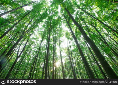 Forest trees. nature green wood sunlight backgrounds