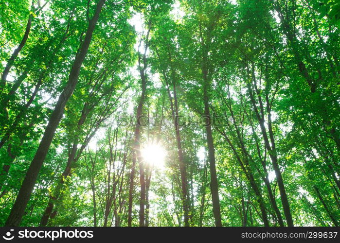 forest trees. nature green wood sunlight backgrounds