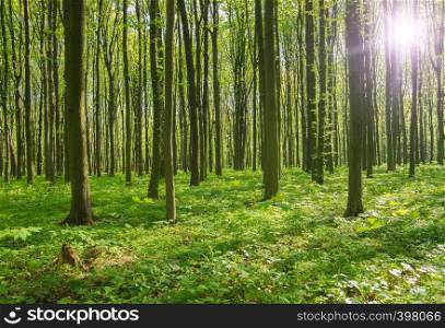 forest trees. nature green wood sunlight backgrounds.