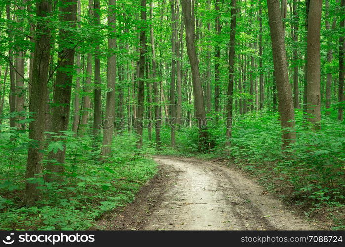 Forest trees. nature green wood sunlight backgrounds