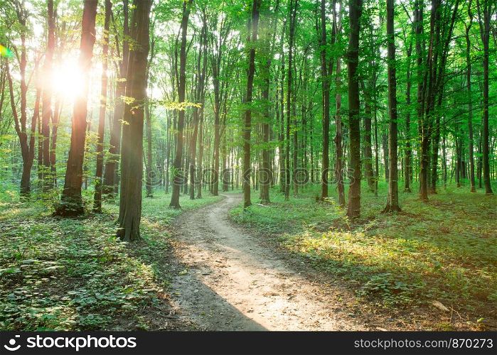 Forest trees. nature green wood sunlight backgrounds