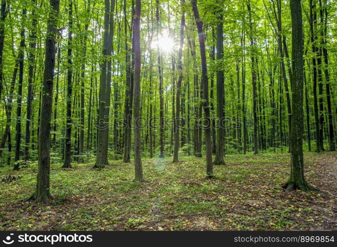 Forest trees. nature green wood sunlight backgrounds