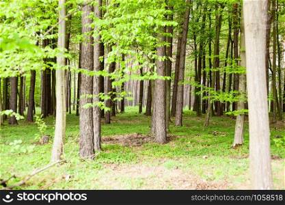 forest trees. nature green wood sunlight backgrounds.. forest trees. nature wood sunlight backgrounds