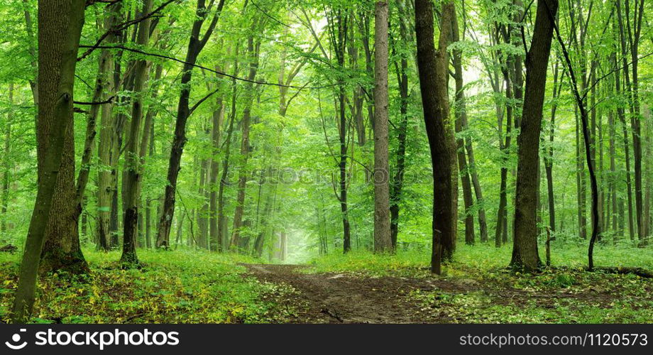 forest trees. path is in the green forest