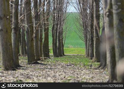 Forest trees tunel in spring time