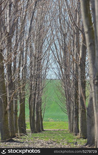 Forest trees tunel in spring time