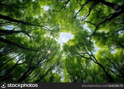 forest trees view from below into the sky. nature green wood sunlight backgrounds