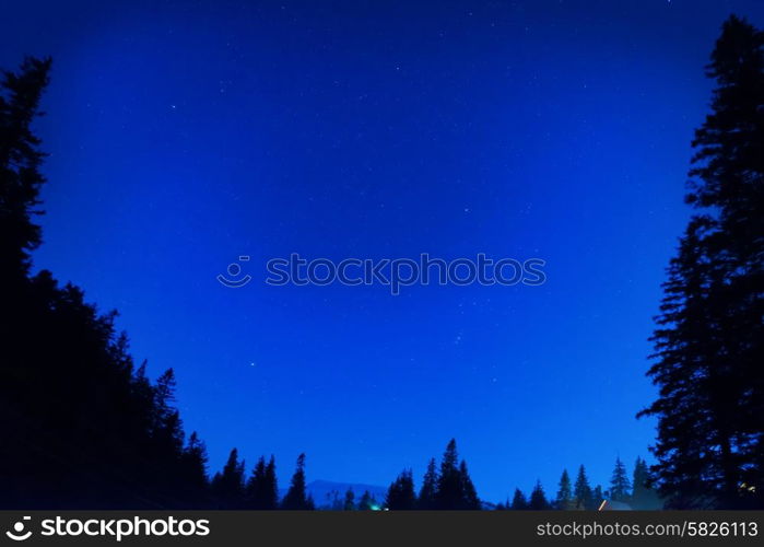 Forest under blue dark night sky with many stars. Space background