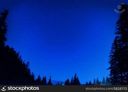 Forest under blue dark night sky with many stars. Space background