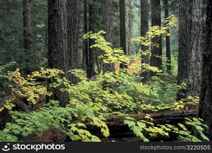 Forest Underbrush