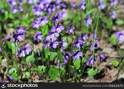 Forest violets spring primrose