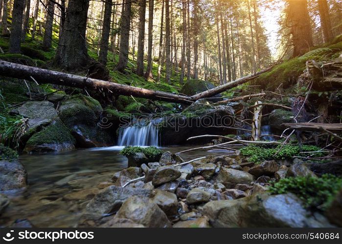 forest waterfall and stones overgrown with moss. Carpathians