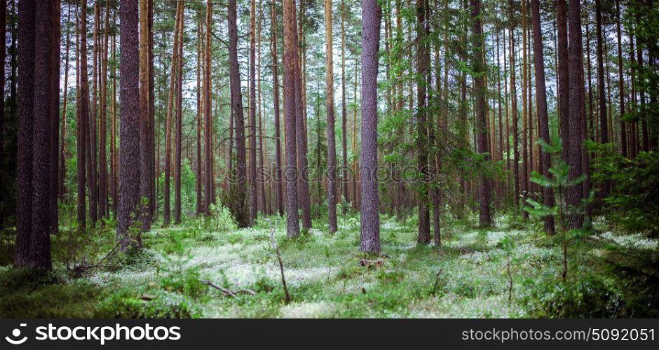 Forest wild background. Forest. Wild plants and trees. Ecology panorama. Forest wild background