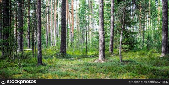 Forest wild background. Forest. Wild plants and trees. Ecology panorama. Forest wild background