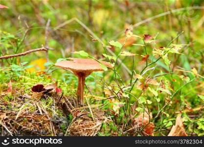 Forest wild mushrooms growing in a green moss in Poland Europe