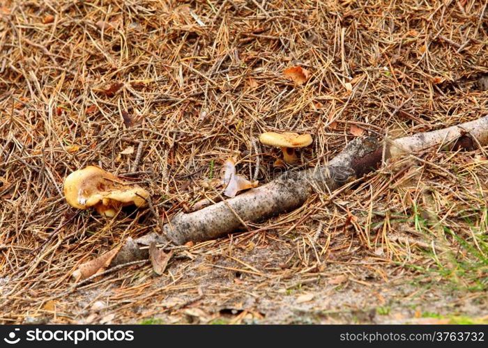 Forest wild mushrooms growing on the ground Poland Europe