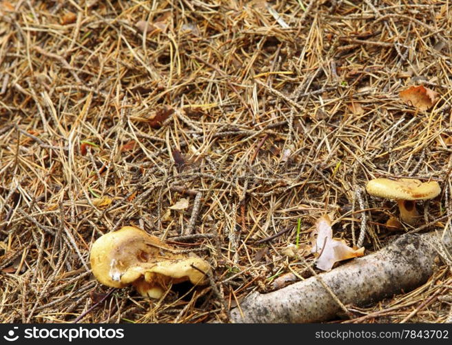 Forest wild mushrooms growing on the ground Poland Europe