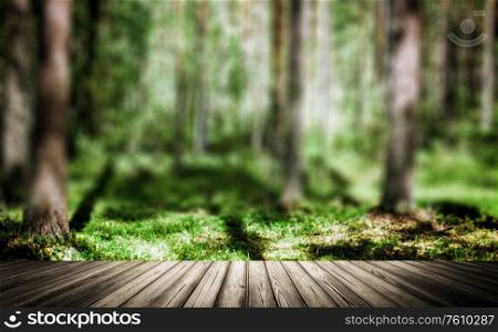 Forest. Wild plants and trees. Ecology panorama. Forest outdoor landscape