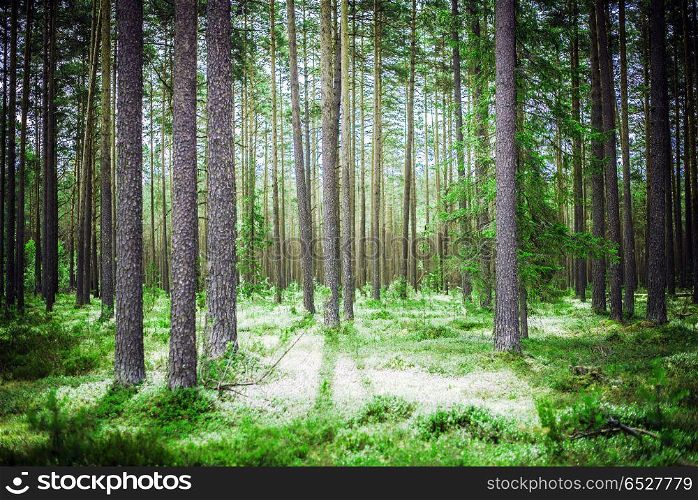 Forest. Wild plants and trees. Ecology panorama. Forest outdoor landscape. Forest outdoor landscape