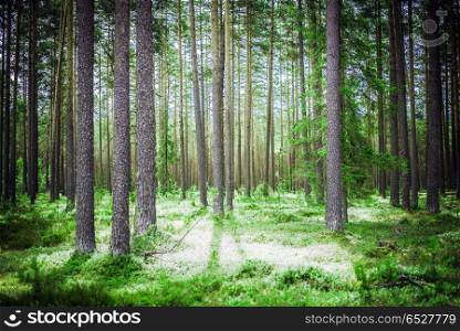 Forest. Wild plants and trees. Ecology panorama. Forest outdoor landscape. Forest outdoor landscape
