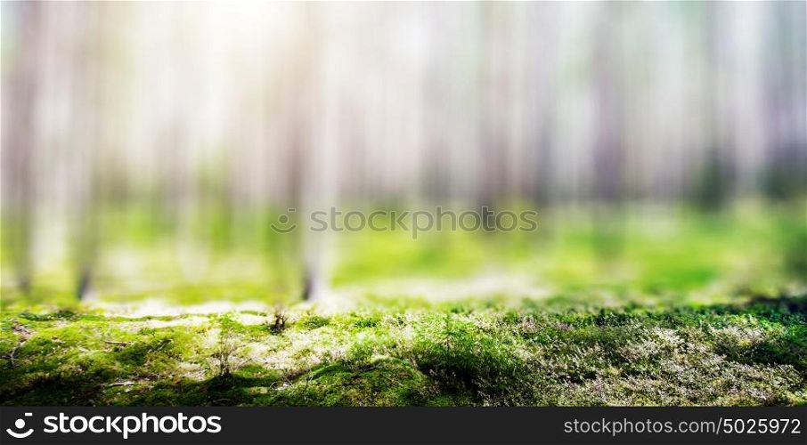 Forest. Wild plants and trees. Ecology panorama. Forest. Wild plants and trees