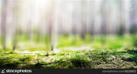 Forest. Wild plants and trees. Ecology panorama. Forest. Wild plants and trees