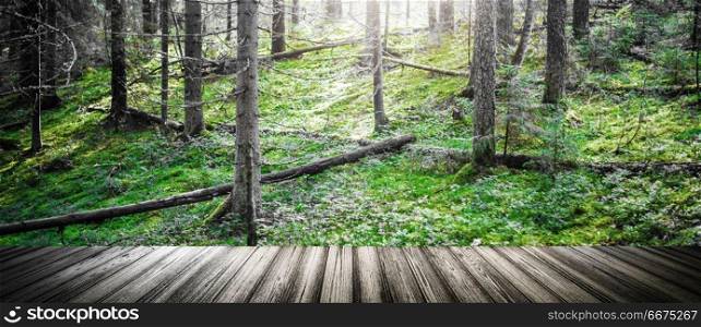Forest. Wild plants and trees. Ecology panorama. Forest. Wild plants and trees. Forest. Wild plants and trees
