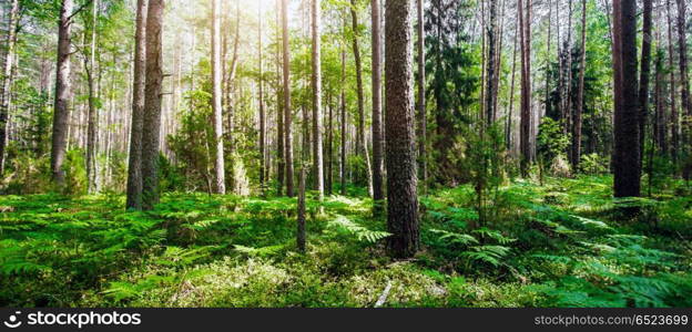 Forest. Wild plants and trees. Forest. Wild plants and trees. Ecology panorama. Forest. Wild plants and trees