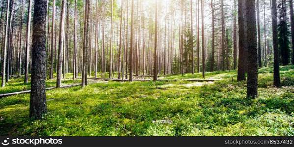 Forest. Wild plants and trees. Forest. Wild plants and trees. Ecology panorama. Forest. Wild plants and trees