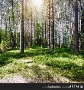 Forest. Wild plants and trees. Forest. Wild plants and trees. Ecology panorama. Forest. Wild plants and trees
