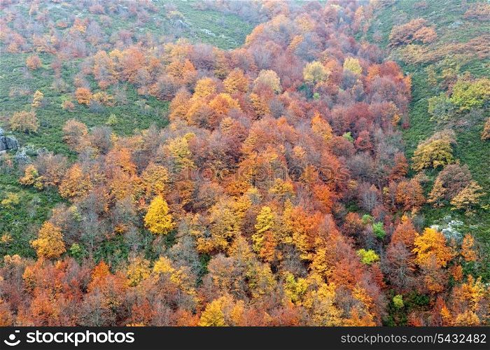 Forest with a different range of colors in autumn