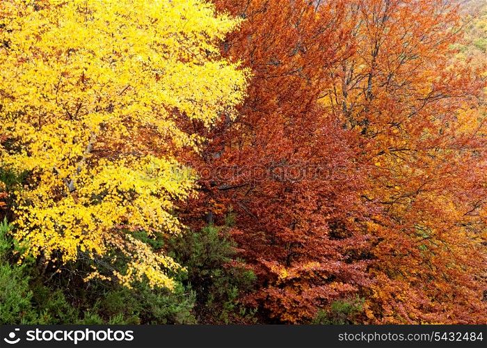 Forest with a different range of colors in autumn