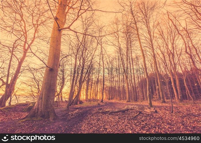 Forest with bare trees in the morning sunrise