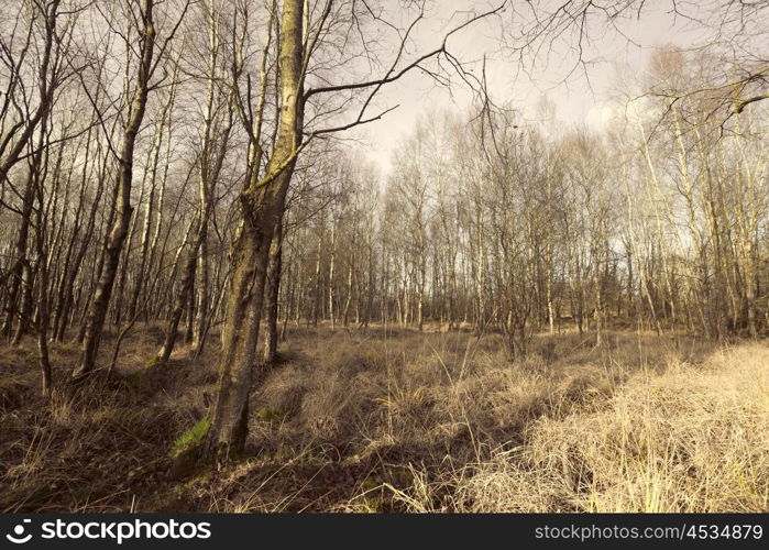 Forest with birch trees in danish nature at autumn