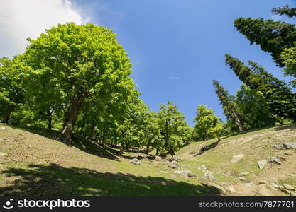 forest with blue sky