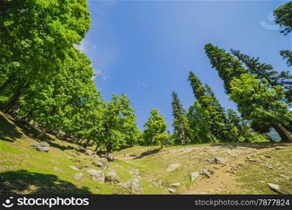 forest with blue sky