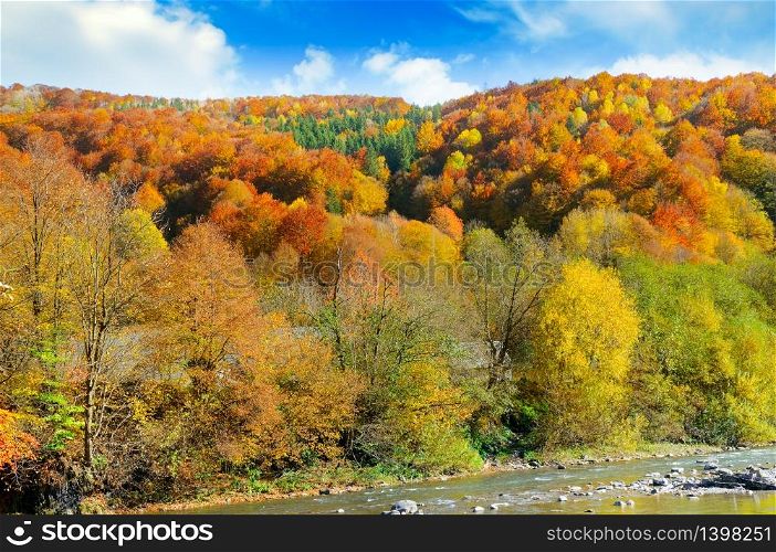 Forest with coniferous trees on a bright sunny day. Picturesque autumn landscape.