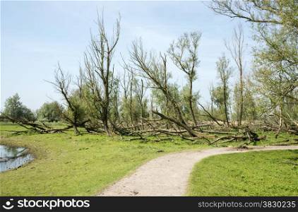 forest with dead and fallen trees after a storm