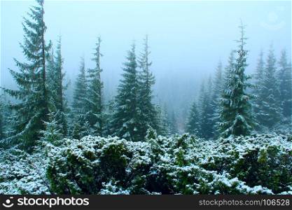 forest with fir-trees after the first snow in the year. dense green forest with fir trees after the first snow in the year.