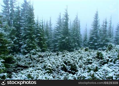 forest with fir-trees after the first snow in the year. dense green forest with fir trees after the first snow in the year.