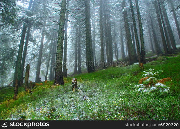 forest with fir-trees after the first snow in the year. dense green forest with fir trees on the hill after the first snow in the year.