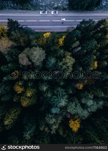 Forest with green spruce and trees view from above. Shooting from a quadrocopter. Forest with green spruce and trees top view